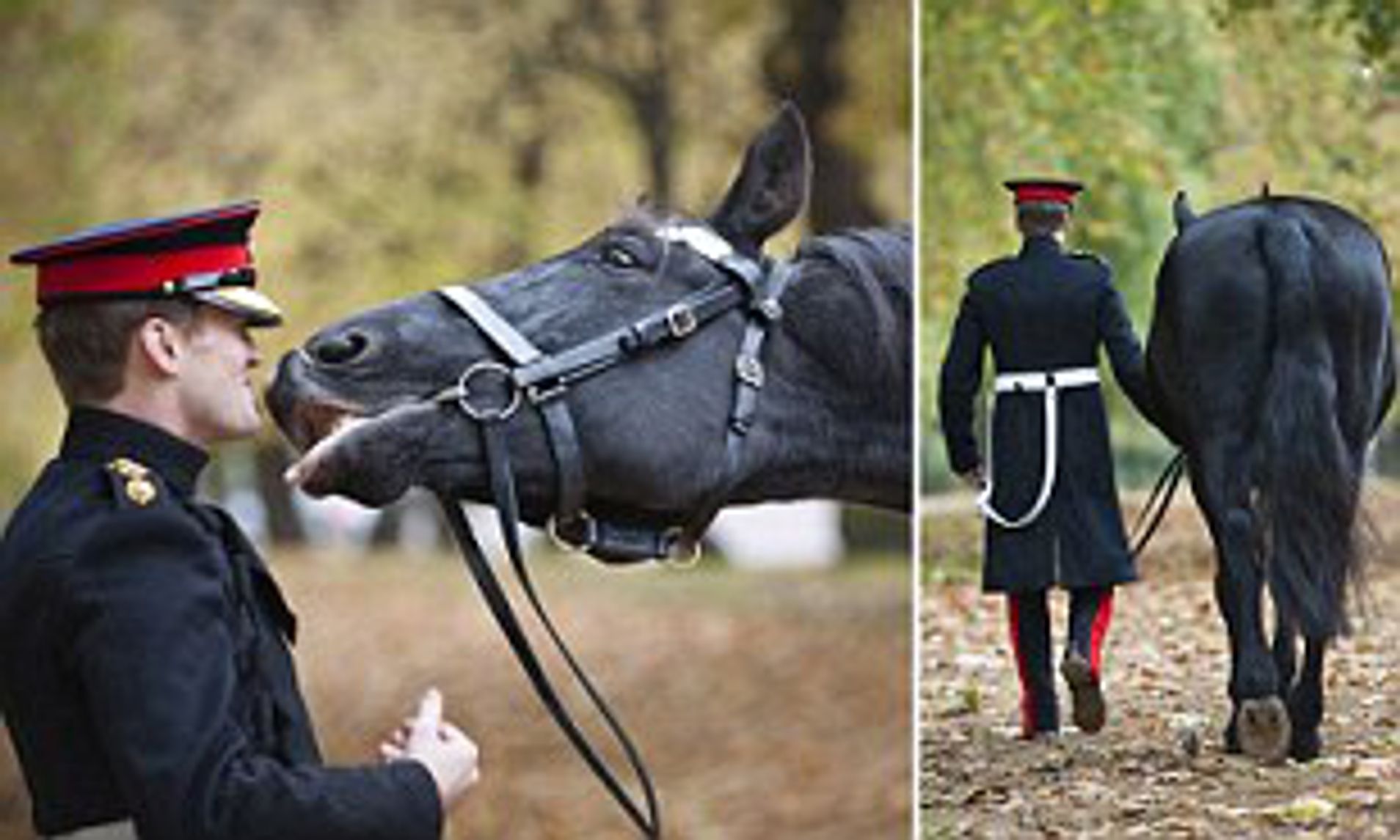 retired army horses